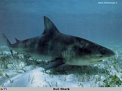 GCSR040-Bull_Shark copia
